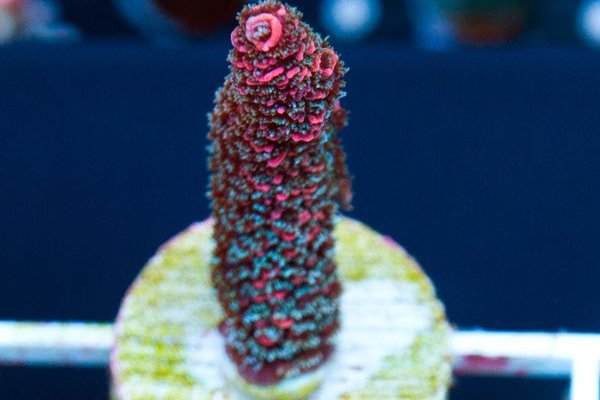 Правильная ссылка онион кракен